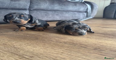 Miniature Dachshund dogs - Advert 8