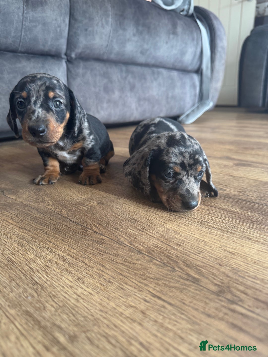 Miniature Dachshund dogs for sale: 5 lovely sausage pups - Image 3