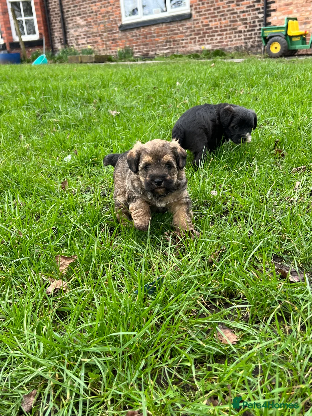 Mixed Breed dogs for sale: Borderpoo pups for sale(borderterrier x toypoodle) in Manchester - Advert 3