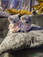 British Shorthair cats Adorable Silver Kittens looking for forever homes - Advert 6
