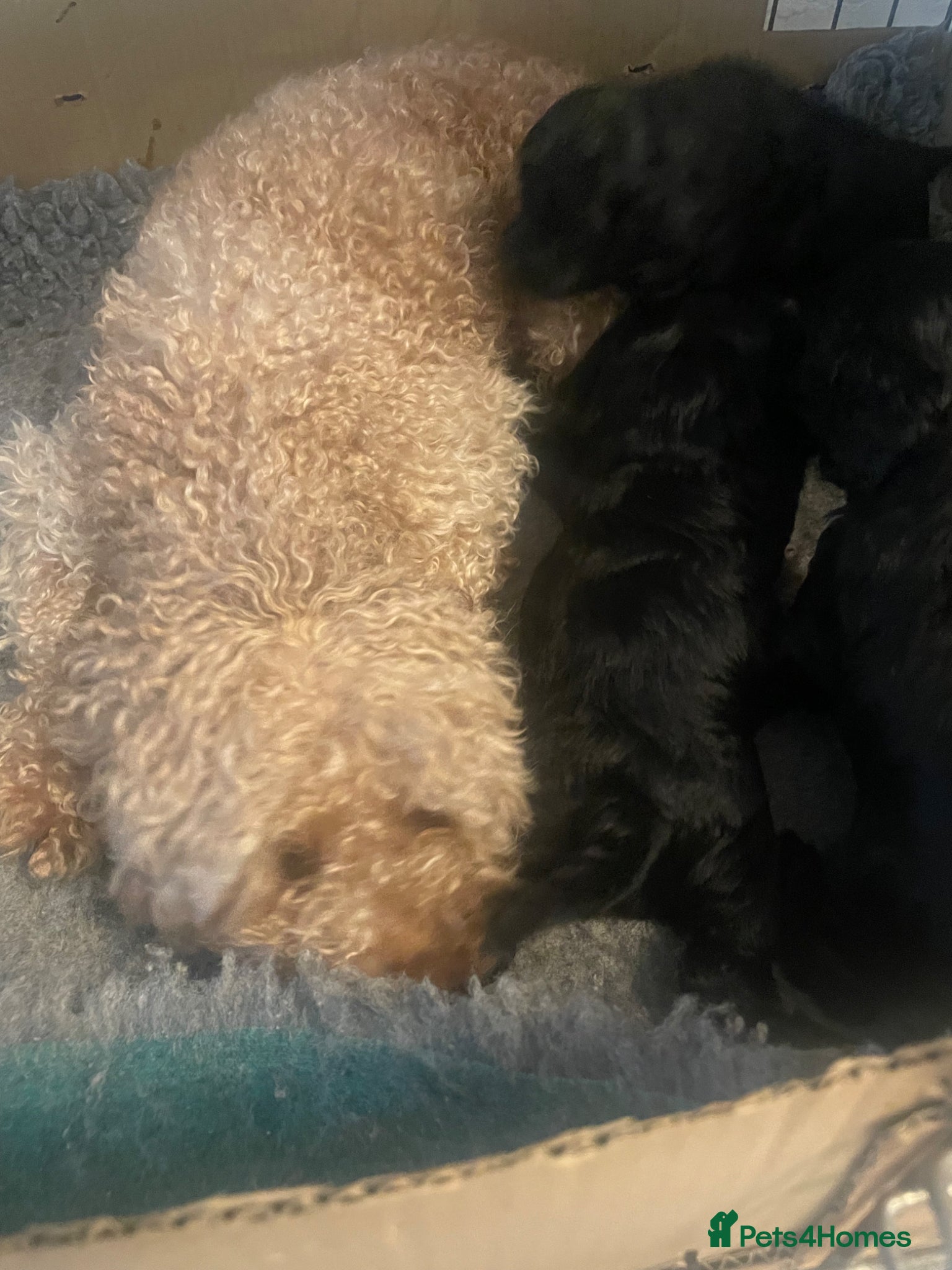 Cavapoo dogs for sale: Adorable F1 Cavapoo Puppies - Advert 5