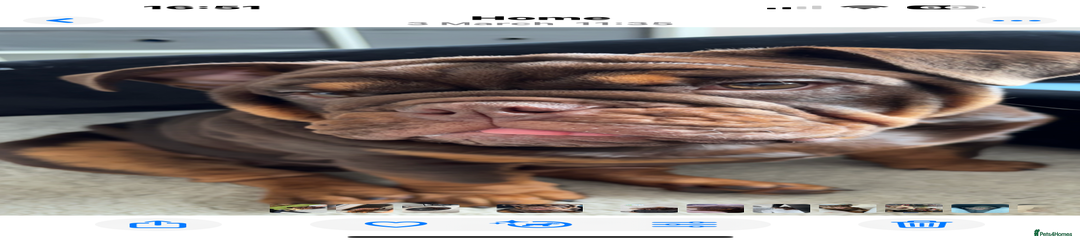 English Bulldog Puppy 1