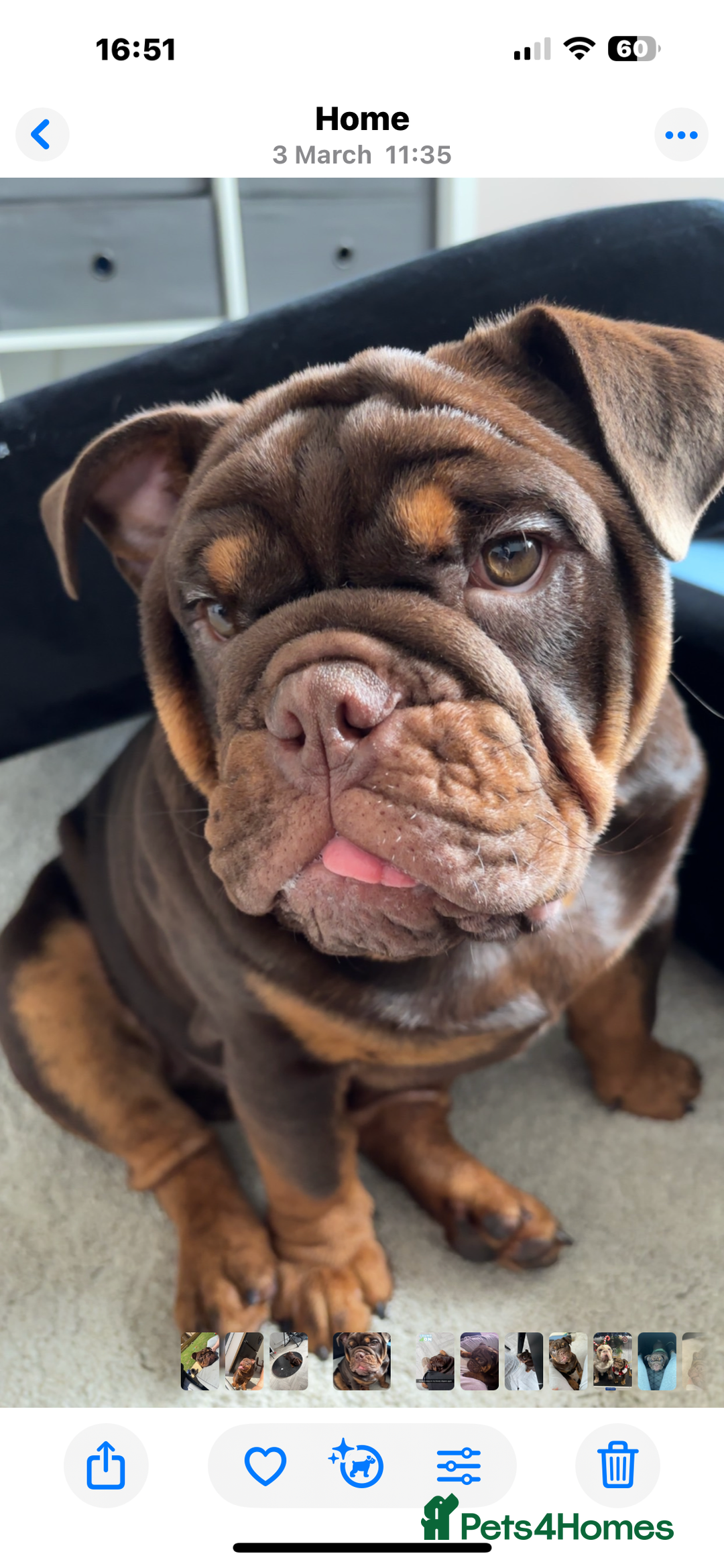 English Bulldog dogs for sale: Meet Bruce – Our Energetic 1-Year-Old Pup - Image 2