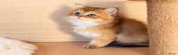 British Longhair cats for sale: BLH Golden Shaded Kittens Looking4 Forever Homes - Advert 3