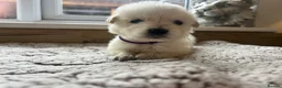 Golden Retriever dogs for sale: Our beautiful golden retriever pups - Advert 37