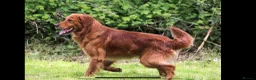 Golden Retriever dogs for sale: Beautiful litter of dark red golden retriever pups - Advert 6