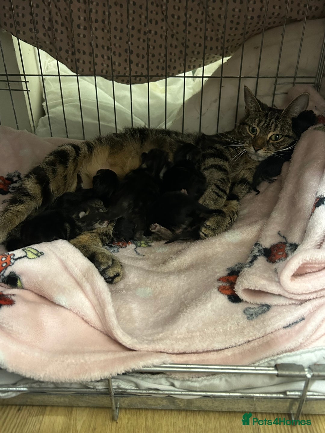 Mixed Breed cats for sale: Tabby cross Maine coon kittens   - Advert 2