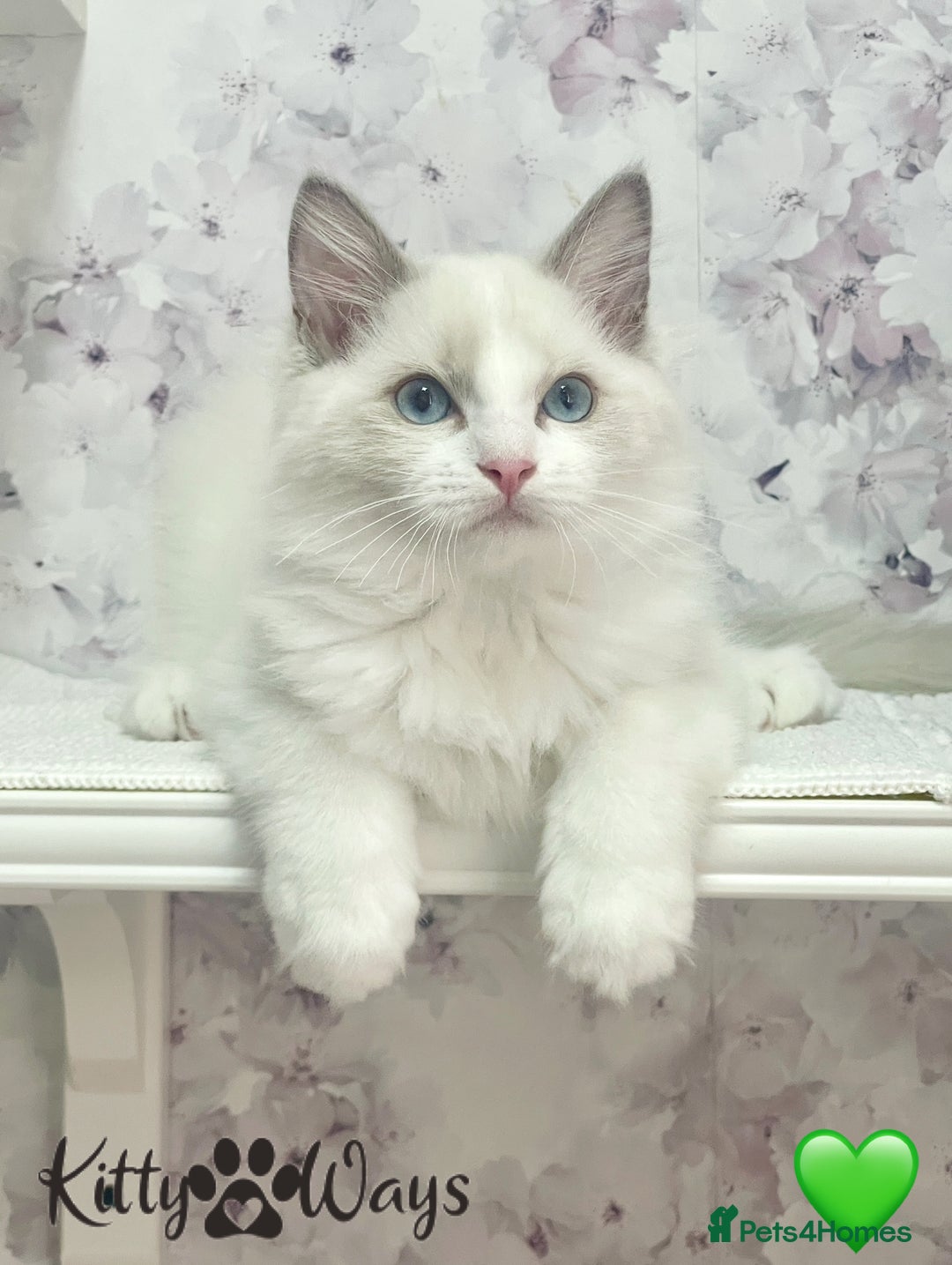 Ragdoll cats for sale: 🐾🩷*TICA REG* EU RAGDOLL KITTENS🌟 DNA CLEAR 🩵🐾 - Image 16