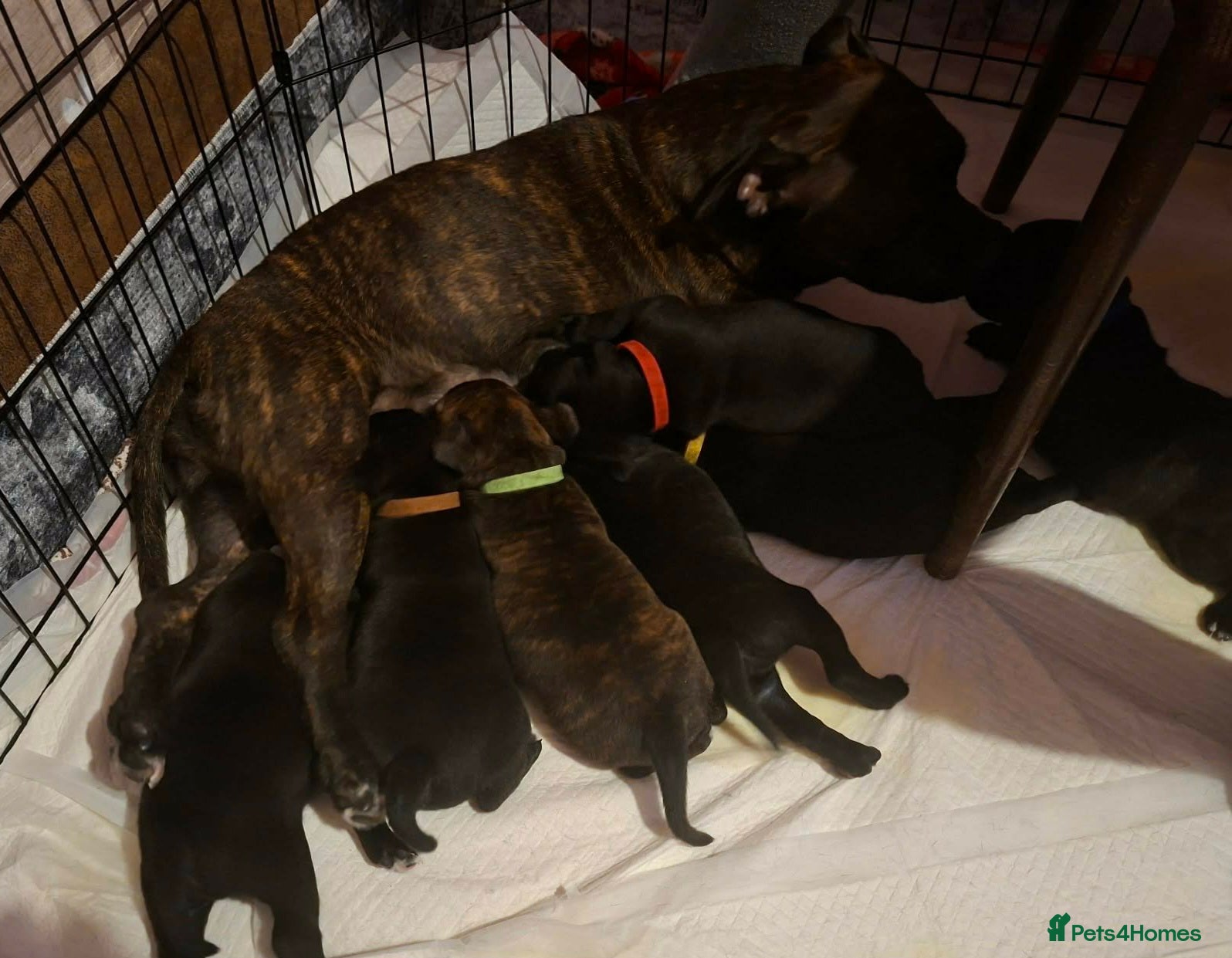 Staffordshire Bull Terrier dogs FCI - SBT litter - Advert 1