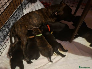 Staffordshire Bull Terrier dogs FCI - SBT litter - Advert 1