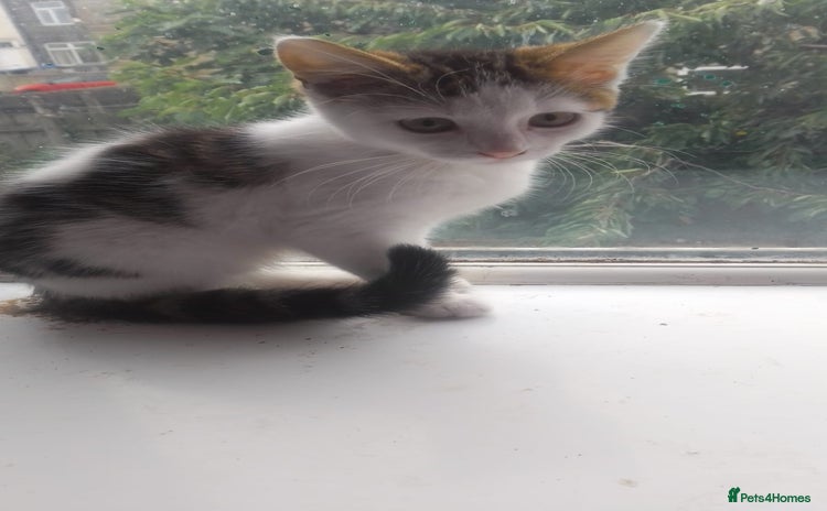 Mixed Breed cats - Advert 16