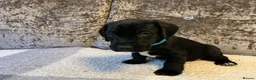 Mixed Breed dogs for sale: Cocker jacks - Advert 12