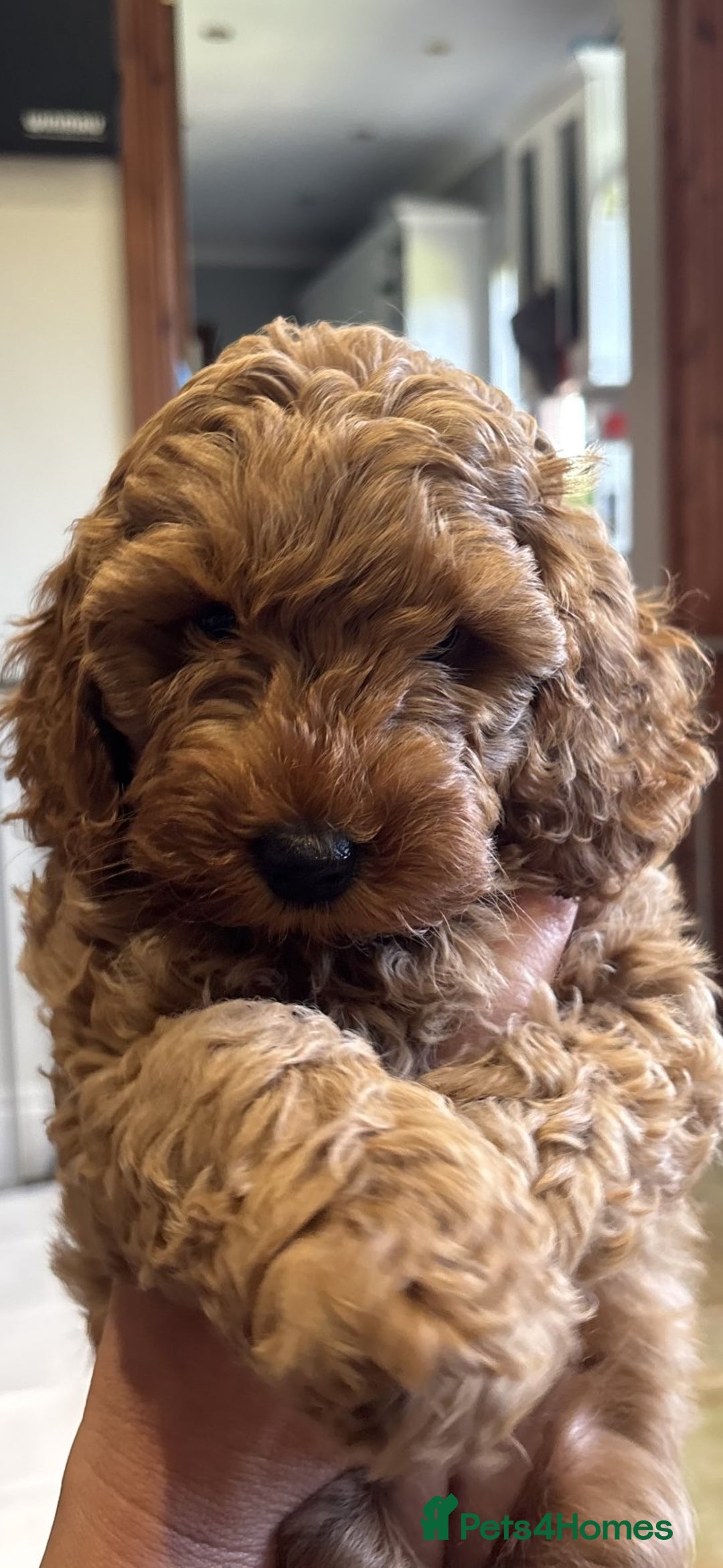 Cockapoo dogs for sale: 🐾✨ Adorable Cockapoo Puppies – Ready Now! ✨🐾 - Image 11