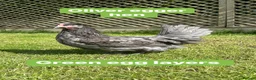 Chickens poultry for sale: Coloured hybrid hens at pol - Advert 6