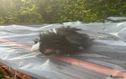 Guinea Pig rodents for sale: 2 male guinea pigs for sale  - Image 5