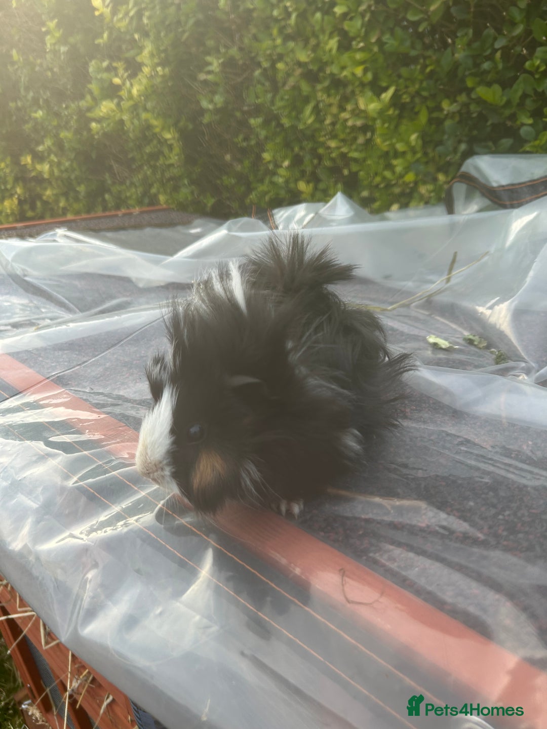 Guinea Pig rodents for sale: 2 male guinea pigs for sale  - Image 5