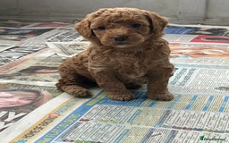 Labradoodle dogs for sale: F1b miniature labradoodle  - Image 1