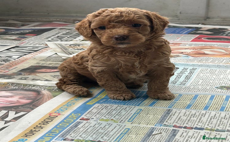 Labradoodle dogs - Advert 12