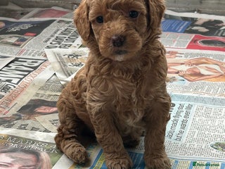 Labradoodle dogs - Advert 15