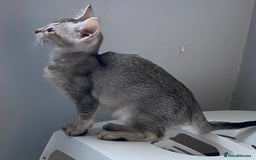 Chausie cats for sale: Savannah x Chausies - Image 9