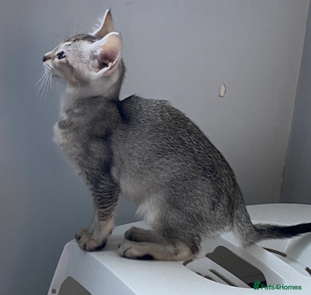Chausie cats for sale: Savannah x Chausies - Image 9