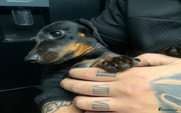 Miniature Dachshund dogs for sale: 🌸 Beautiful Black & Tan Miniature Dachshund 🌸 - Image 4