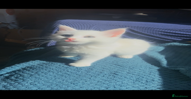 Mixed Breed cats - Advert 7