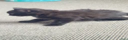 Mixed Breed cats for sale: Lovely kittens - Advert 12