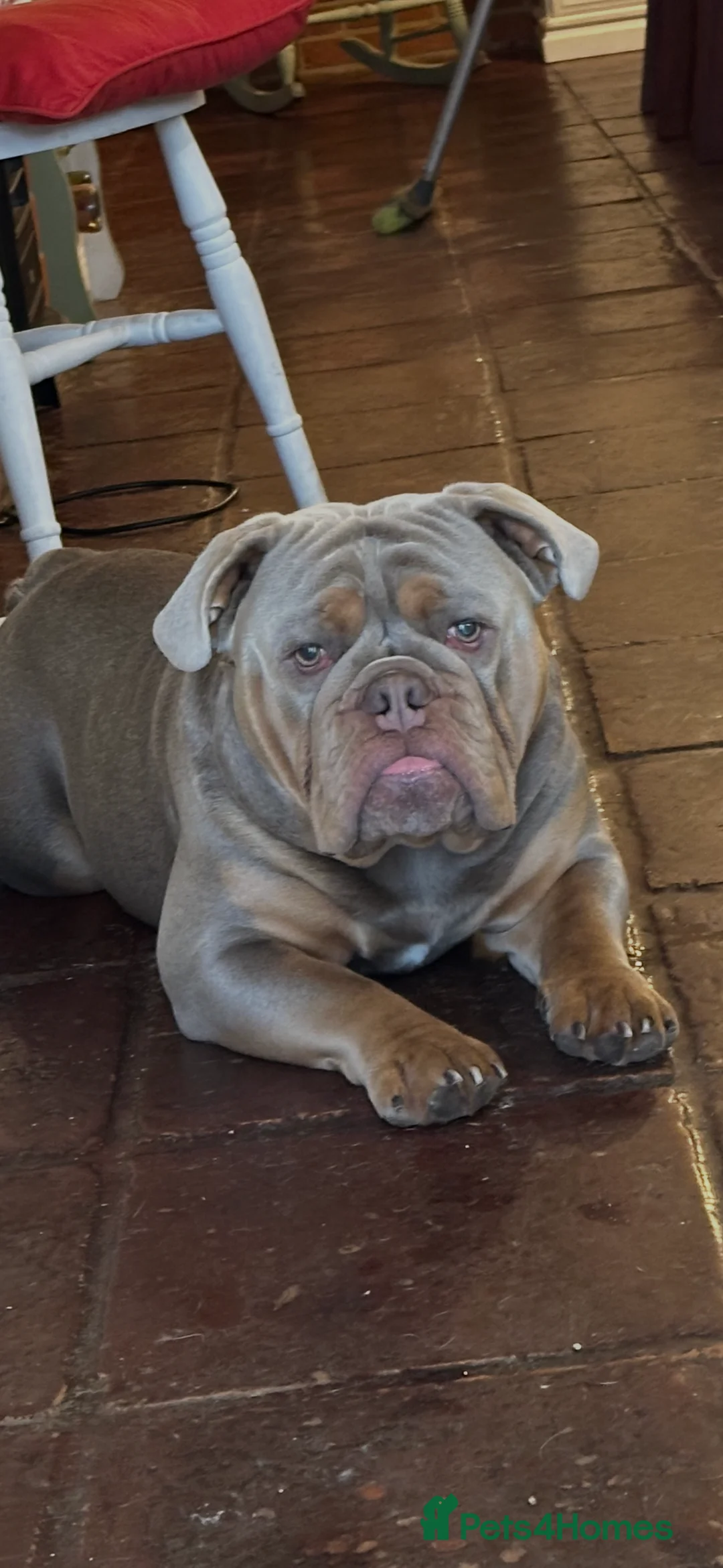 English Bulldog dogs for stud: English bulldog for stud  - Advert 2