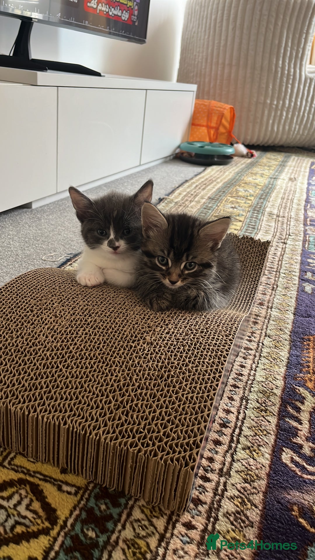 Mixed Breed cats for sale: Beautiful Long-Haired Mixed Breed Kittens 2 Boys - Image 5