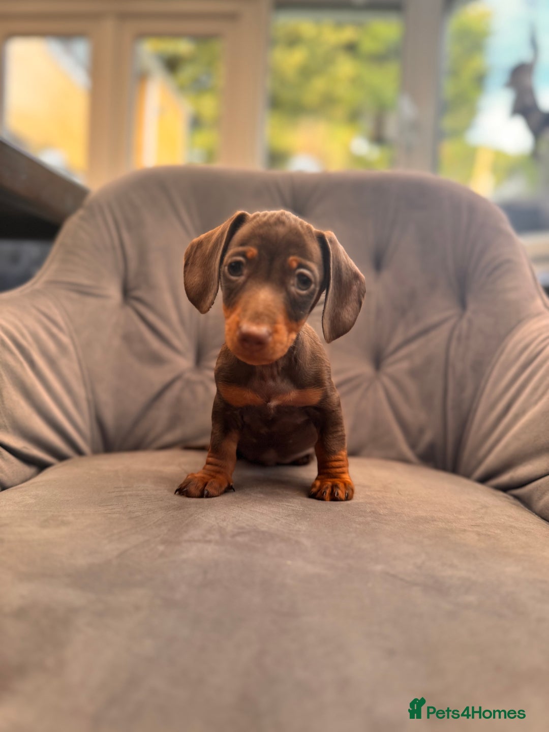 Miniature Dachshund dogs for sale: BEAUTIFUL MINI DACHSHUND PUPPIES READY NOW - Image 26