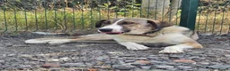 Mixed Breed dogs for adoption: Beautiful Big Girl Blanca  - Advert 4