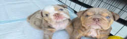 English Bulldog dogs for sale: KC Registered English Bulldogs in Liverpool - Advert 5