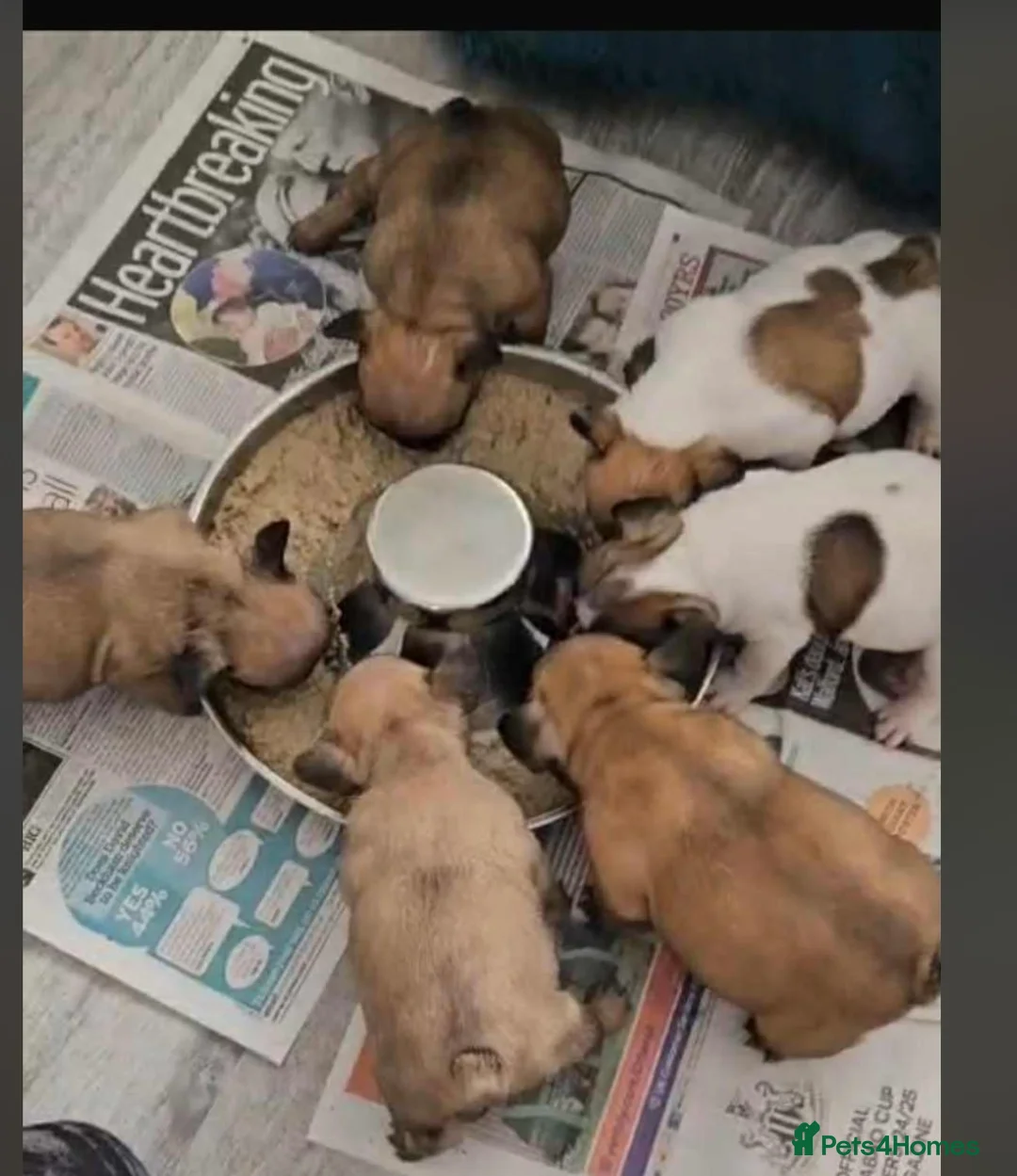 French Bulldog dogs for stud: Mani standard red silver fbce RFG 1  in Edinburgh - Advert 24