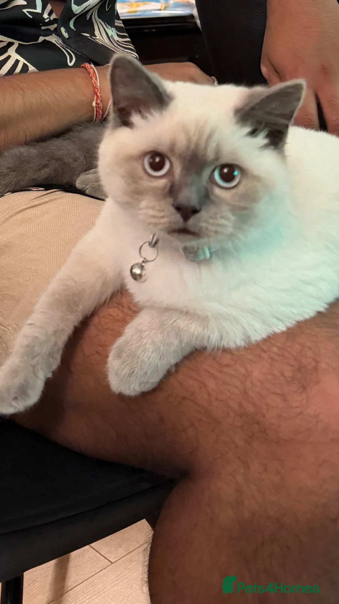 Siamese cats for sale: Beautiful 5-Month-Old Male Siamese Kitten in Harrow - Advert 3