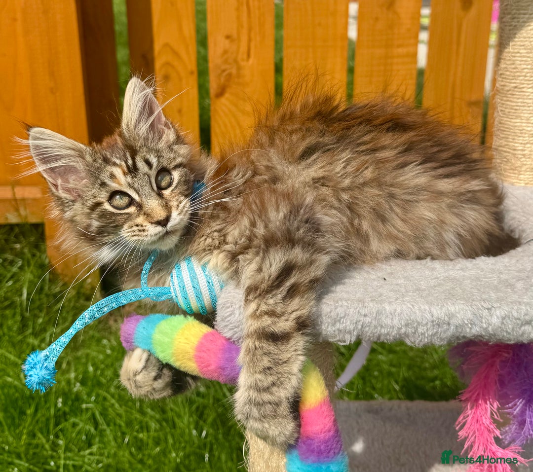 Maine Coon cats for sale: Pedigree Maine Coon kittens  - Image 8