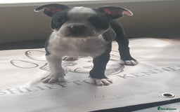 Boston Terrier dogs for sale: How is she the last puppy she’s perfect!  - Image 12