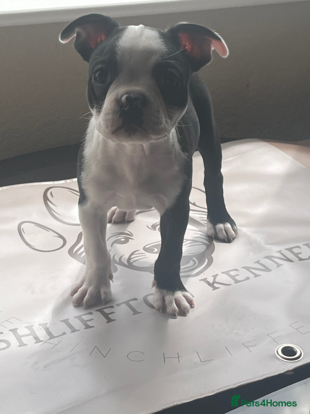 Boston Terrier dogs for sale: How is she the last puppy she’s perfect!  - Image 12