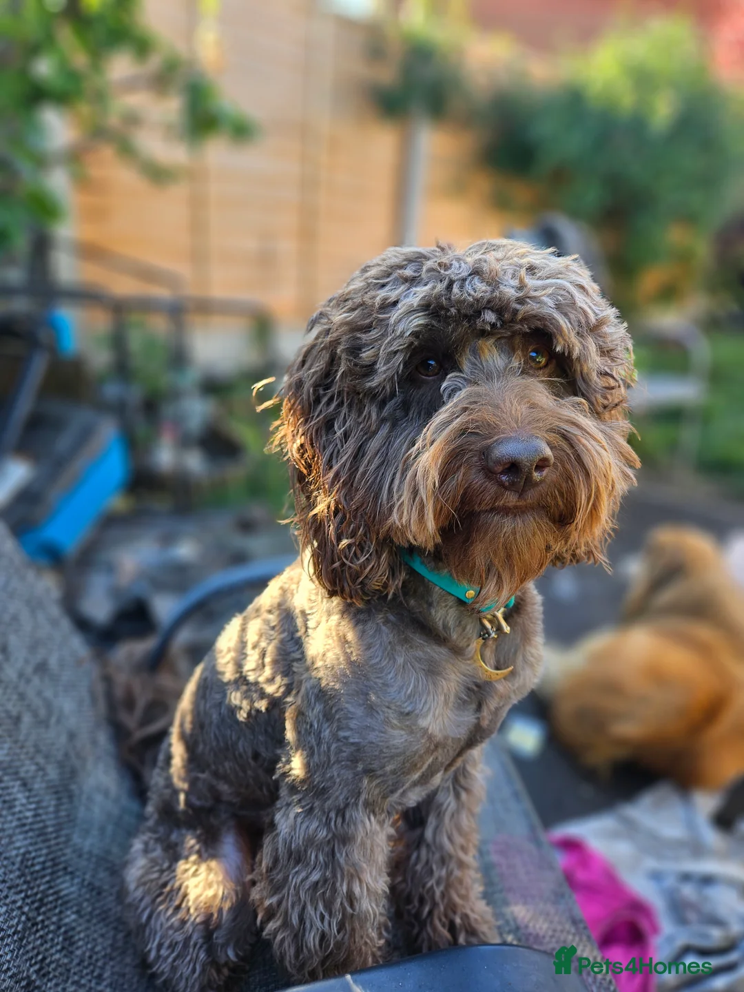 Cockapoo dogs for stud: Chocolate Cockapoo STUD *DNA & BVA EYE TESTED* in Manchester - Advert 29