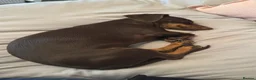 Dachshund dogs for sale: 5 beautiful pups in Pershore - Advert 2