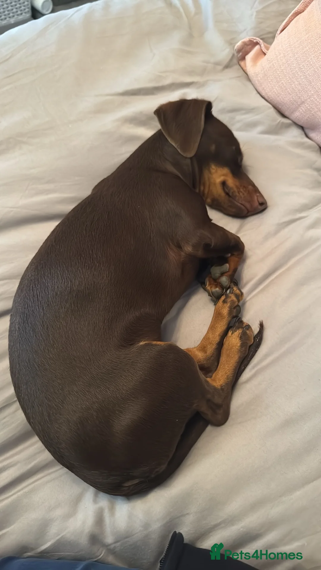 Dachshund dogs for sale: 5 beautiful pups in Pershore - Advert 2