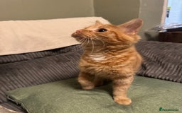Mixed Breed cats for sale: Female 5 month old ginger kitten name Tiffany  - Image 3
