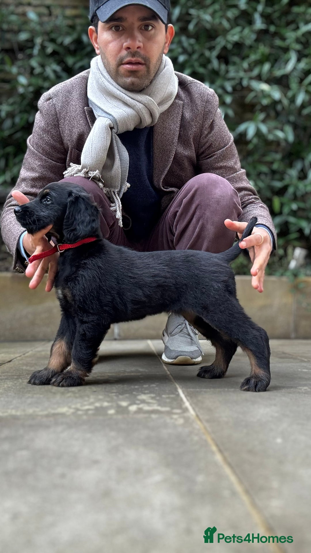 Afghan Hound dogs for sale: Afghan Hound Litter AVAILABLE - Advert 18