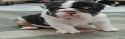English Bulldog dogs for sale: Stunning English Bulldog Puppies - 2 Girls & 1 Boy in Southsea - Advert 6