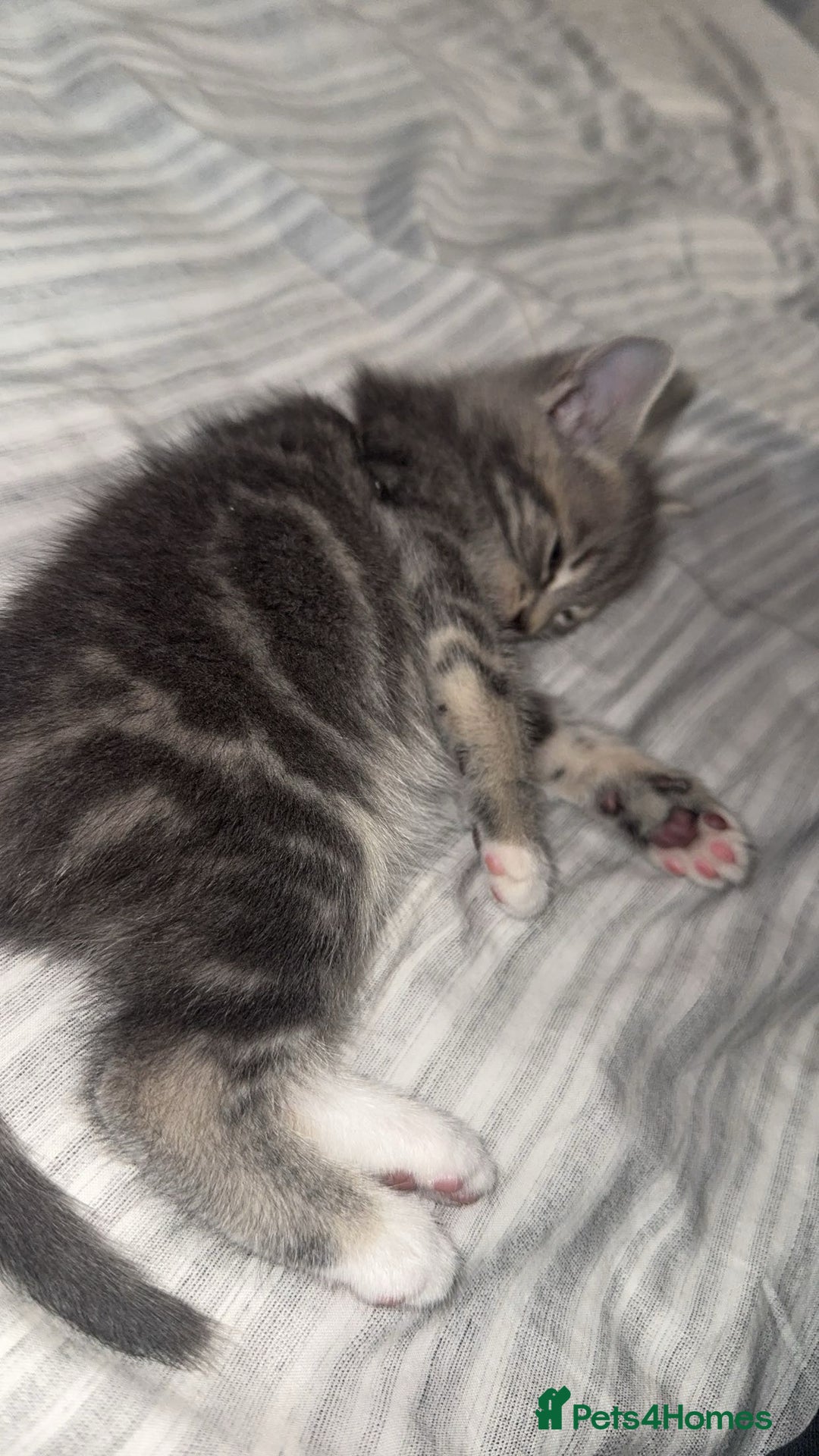British Shorthair cats for sale: Grey and White Kitten - Image 5