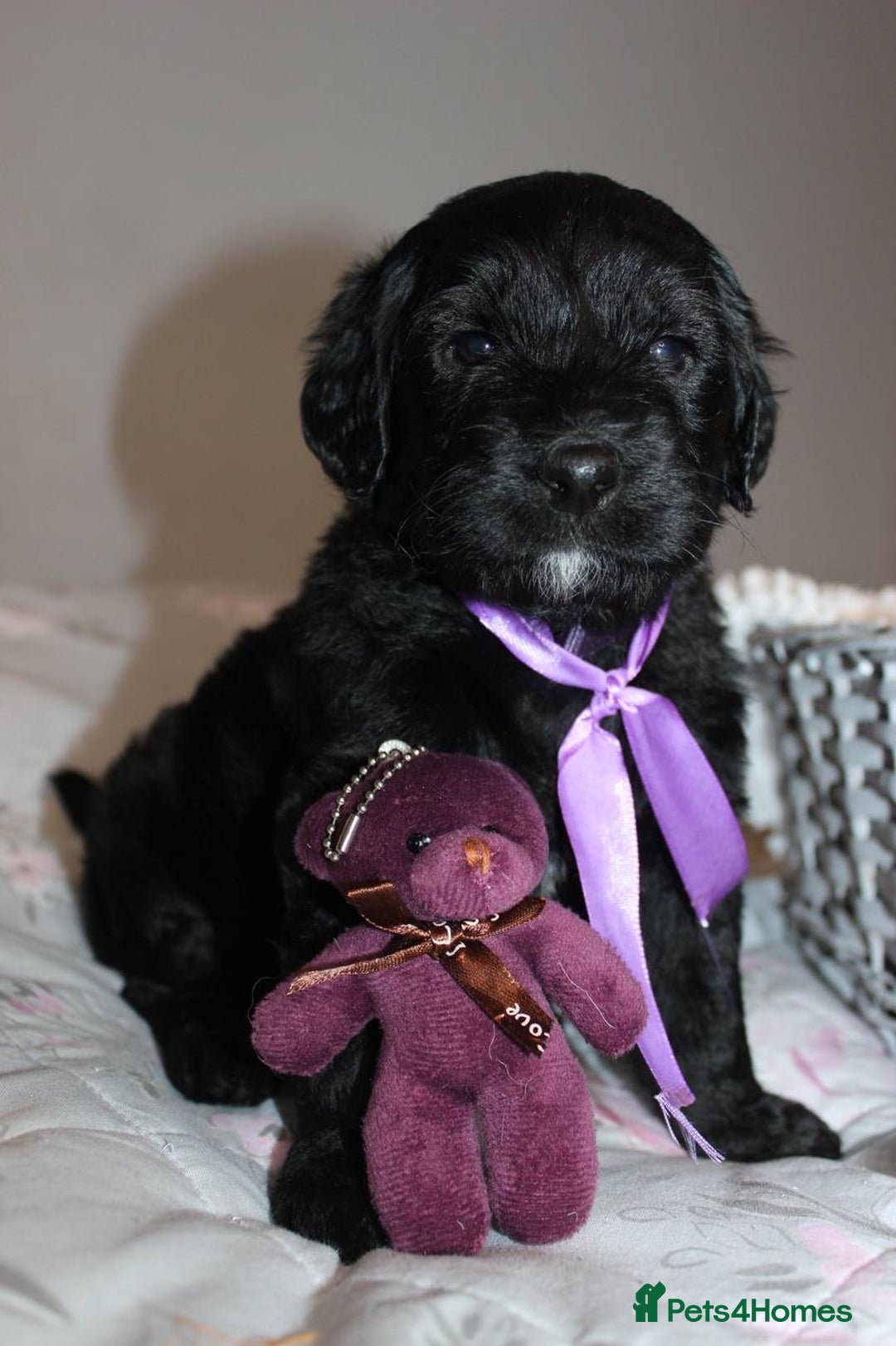 Goldendoodle dogs for sale: F1 Goldendoodle black Puppies - Advert 36