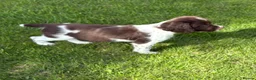 English Springer Spaniel dogs for sale: Very Well Bred Male Springer Spaniels - Advert 3