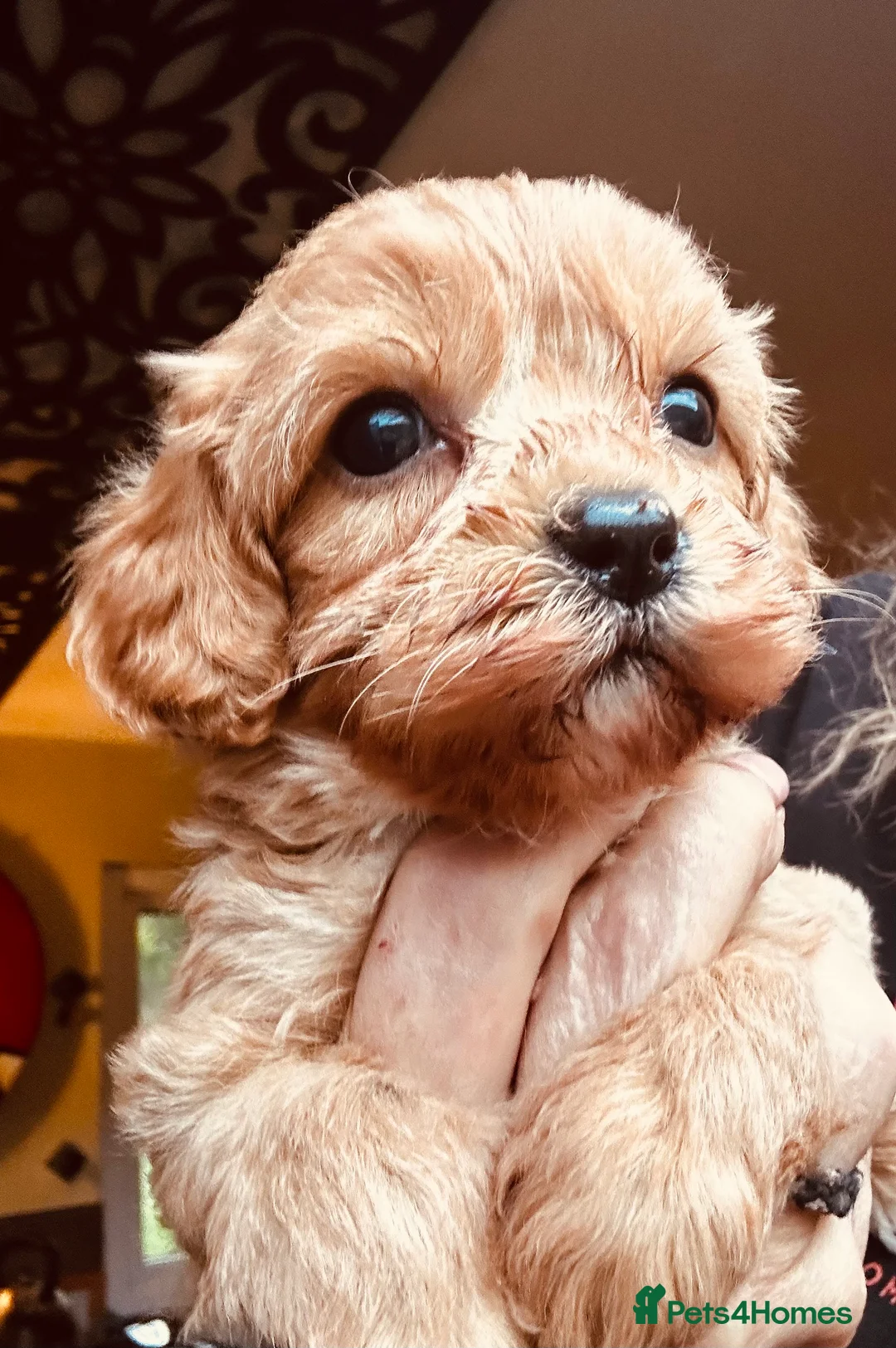Cavapoo dogs for sale: Bright red not to curly f1 Cavapoo’s  - Advert 10