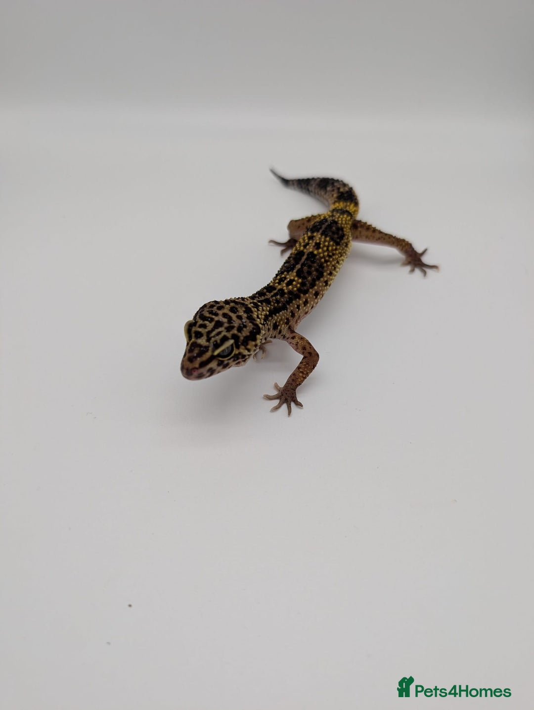 Leopard Gecko reptiles for sale: Black Night Cross Leopard Gecko  - Advert 3