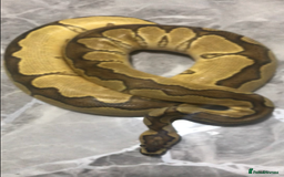 Python Snake reptiles for sale: Ball pythons both sexes  in Peterlee - Image 3